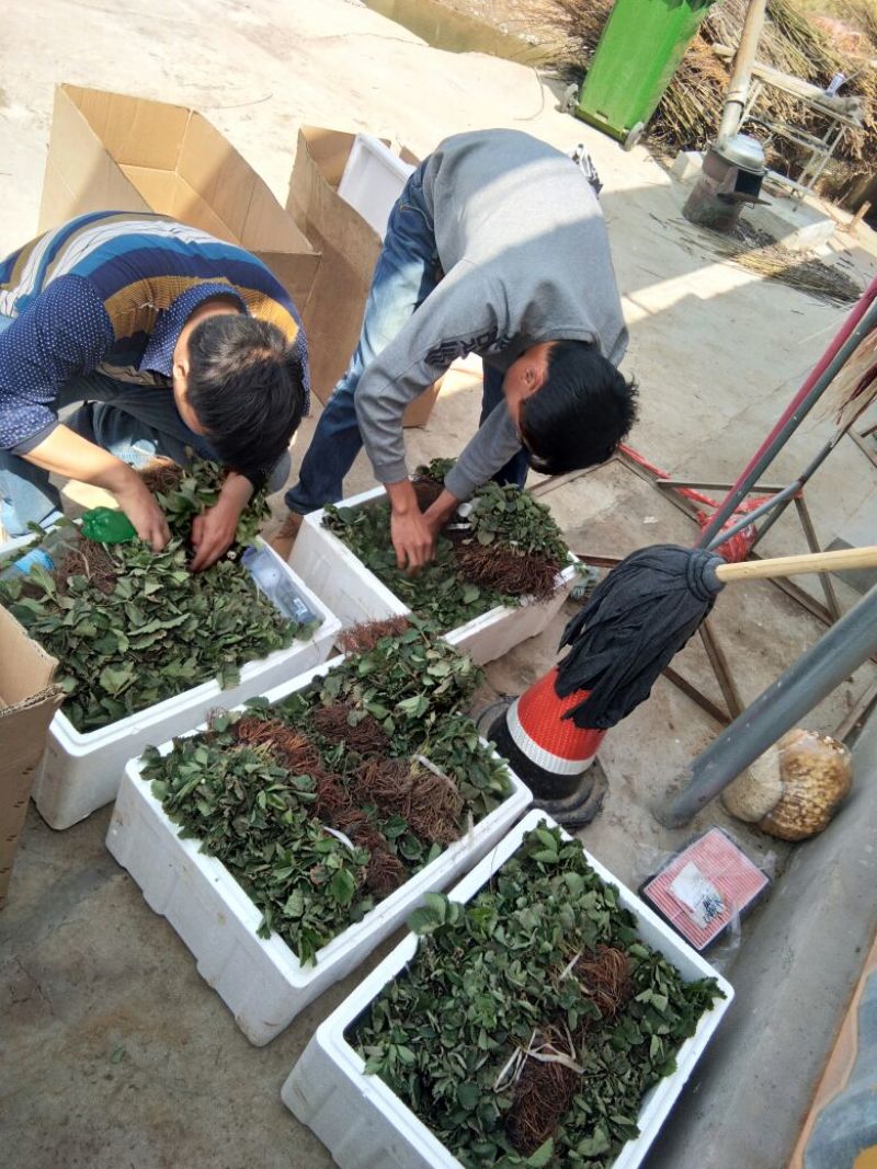 【露天栽植】全明星草莓苗亩产5千斤以上适合露天栽植草莓苗