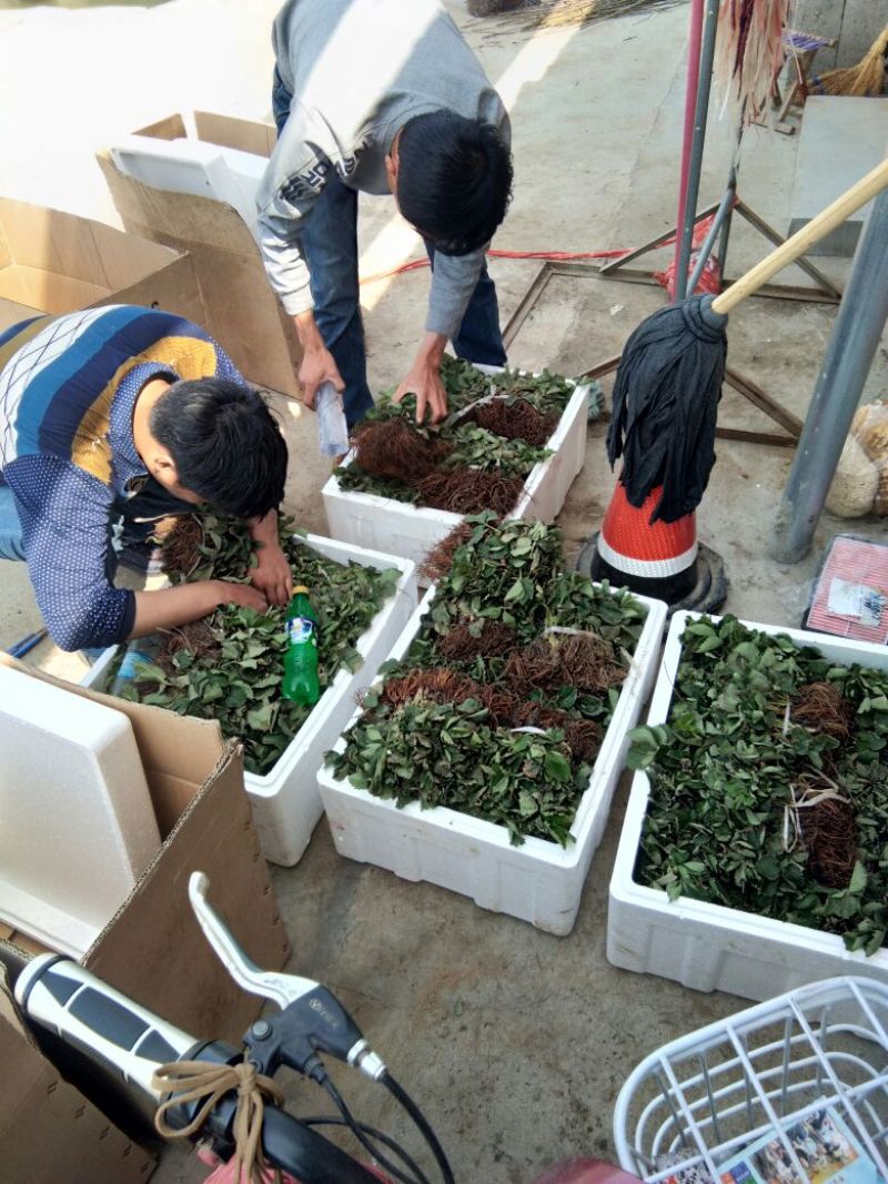 【露天栽植】全明星草莓苗亩产5千斤以上适合露天栽植草莓苗