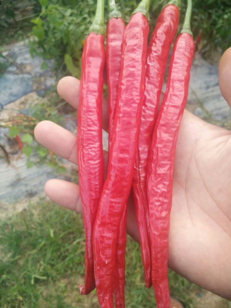 干红二荆条