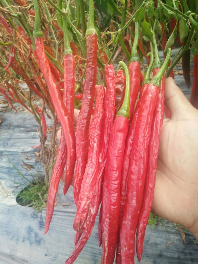 干红二荆条
