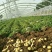 山东荷兰中薯5号土豆1两以上通货全国发货欢迎洽谈
