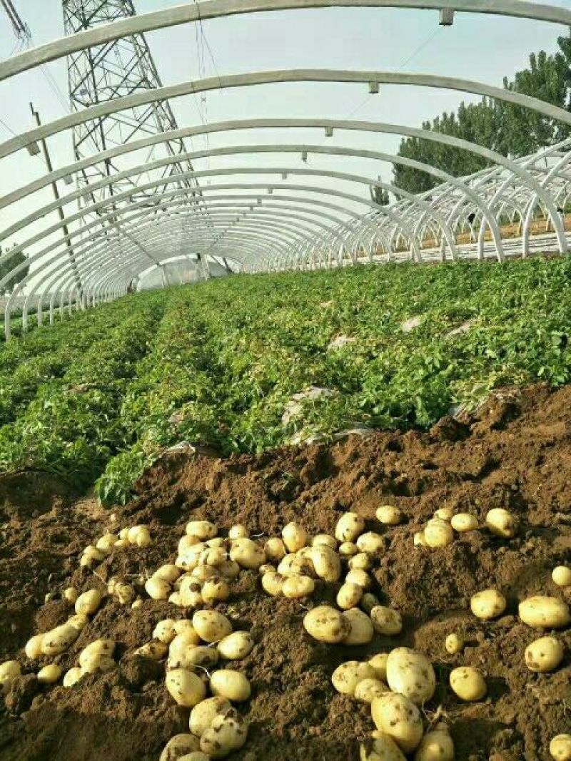 山东荷兰中薯5号土豆1两以上通货全国发货欢迎洽谈