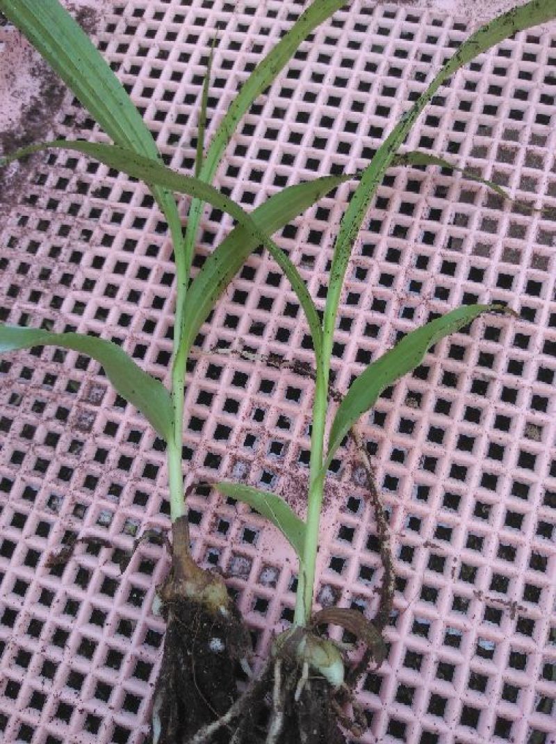 纯紫花白芨苗