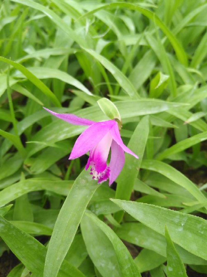 纯紫花白芨苗