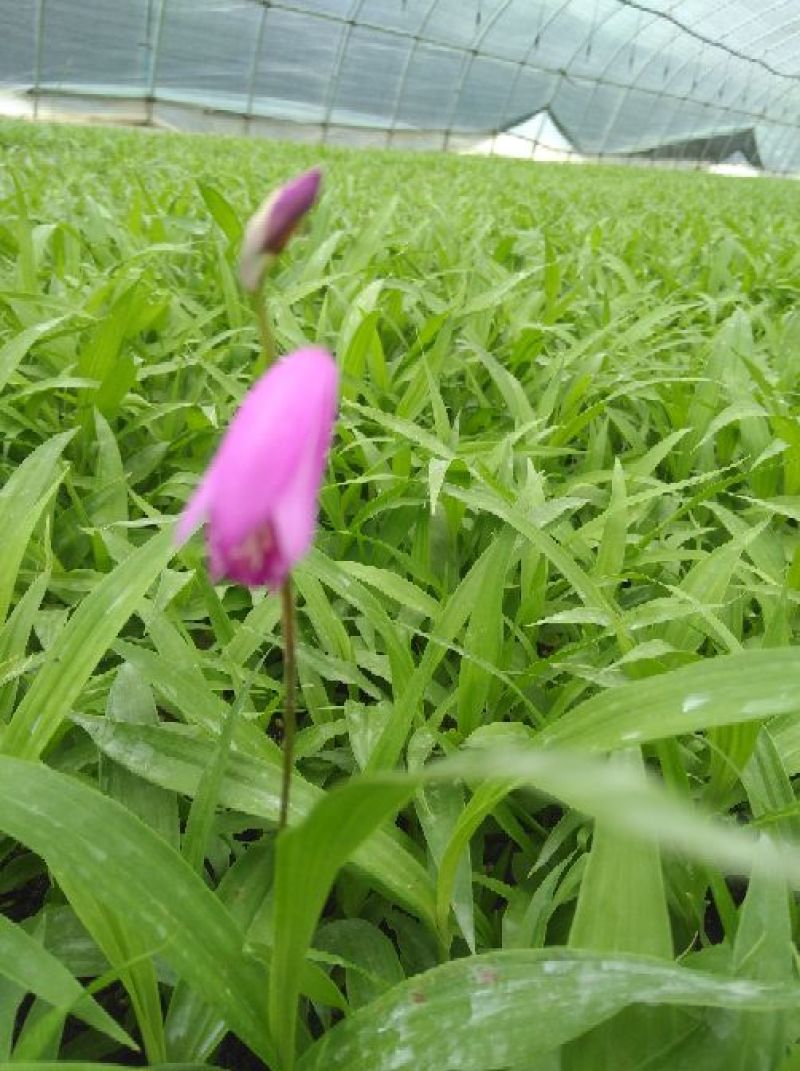 纯紫花白芨苗