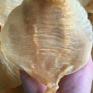 17头湛江赤嘴鱼胶