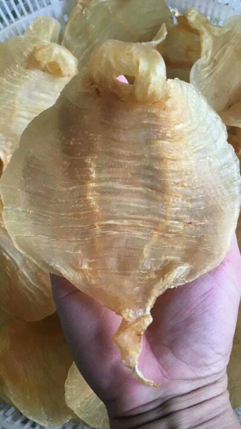 17头湛江赤嘴鱼胶