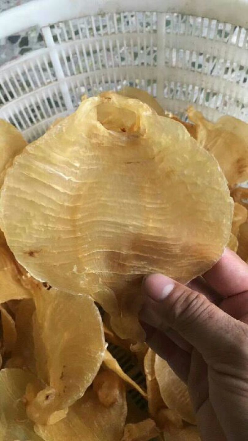 17头湛江赤嘴鱼胶