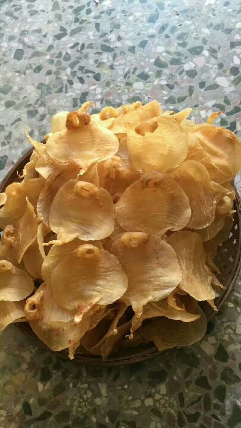 17头湛江赤嘴鱼胶