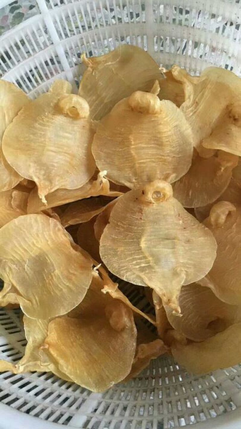 17头湛江赤嘴鱼胶