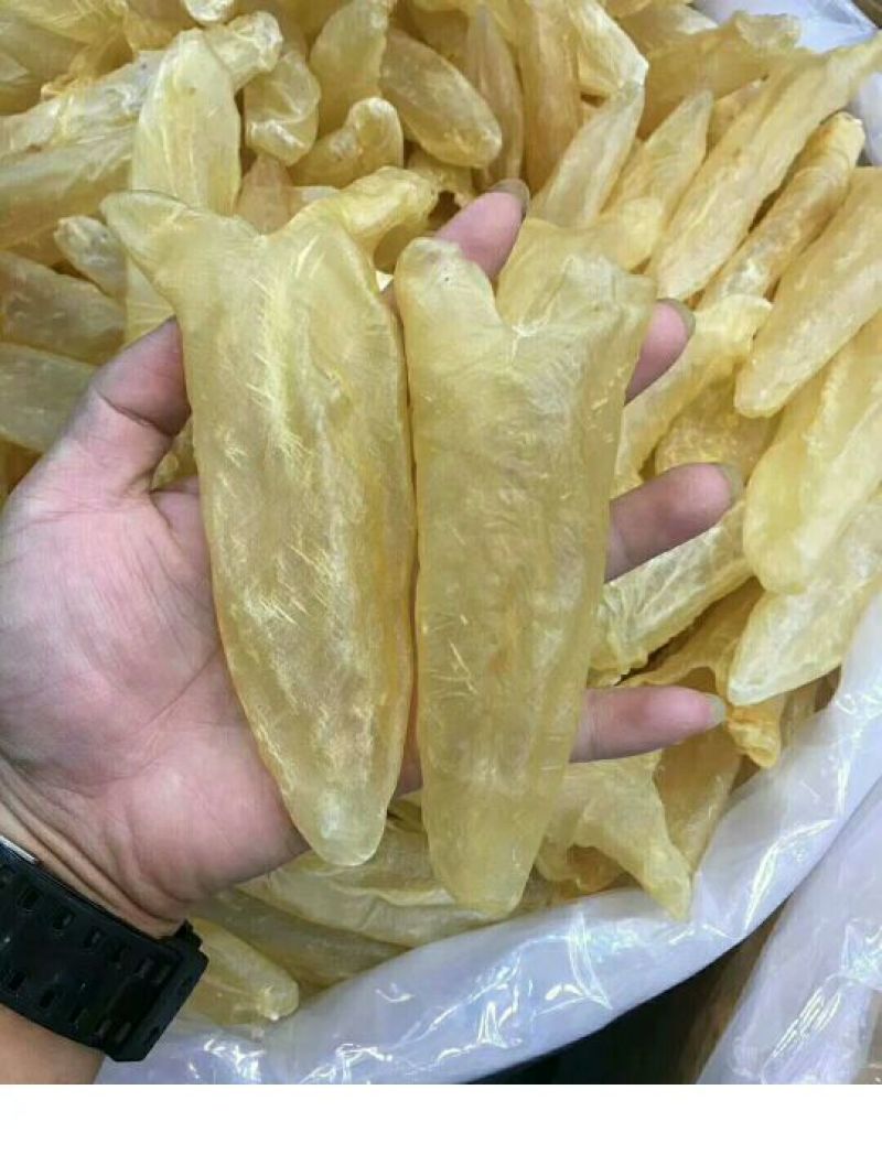 35头黄花胶