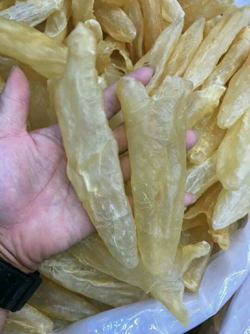 35头黄花胶