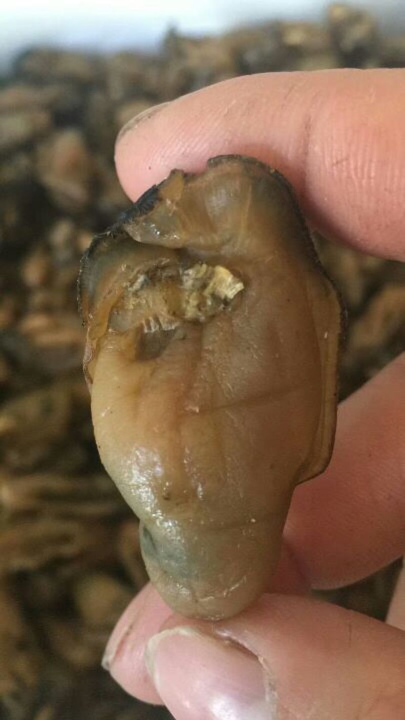 特级蚝士