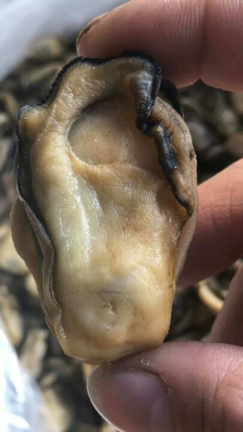 特级蚝士