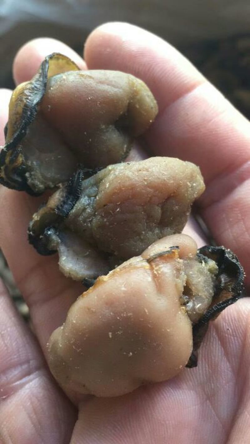 特级蚝士