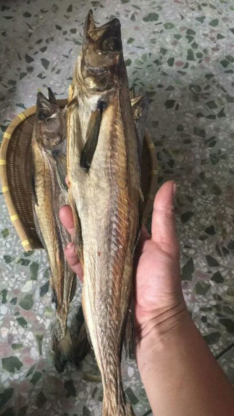 柴鱼