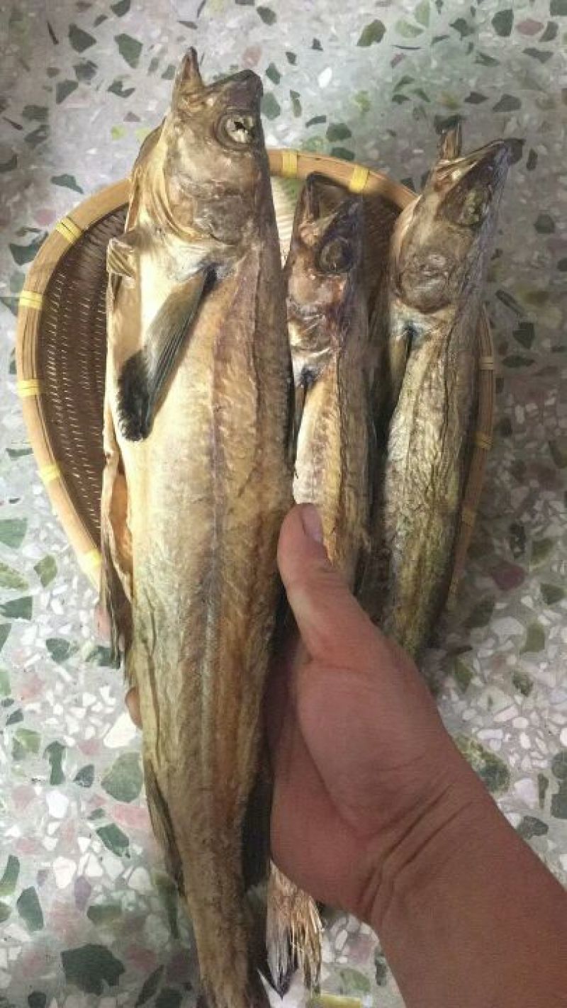 柴鱼