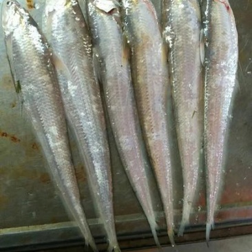 黄河刀鱼冰鲜鱼