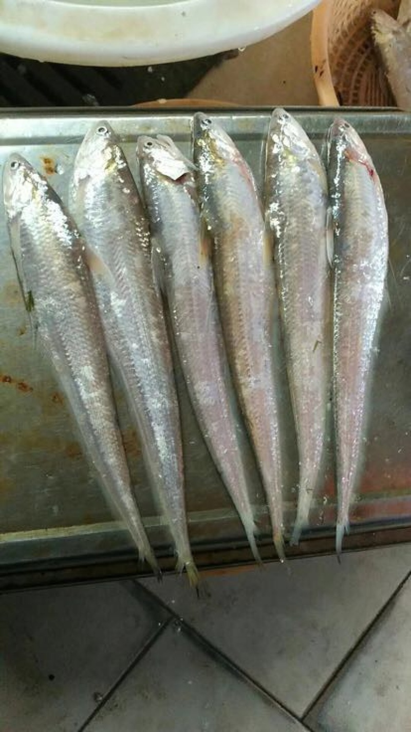 黄河刀鱼冰鲜鱼