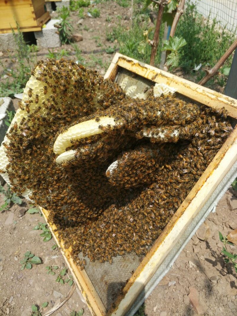 蜜蜂转业大棚授粉