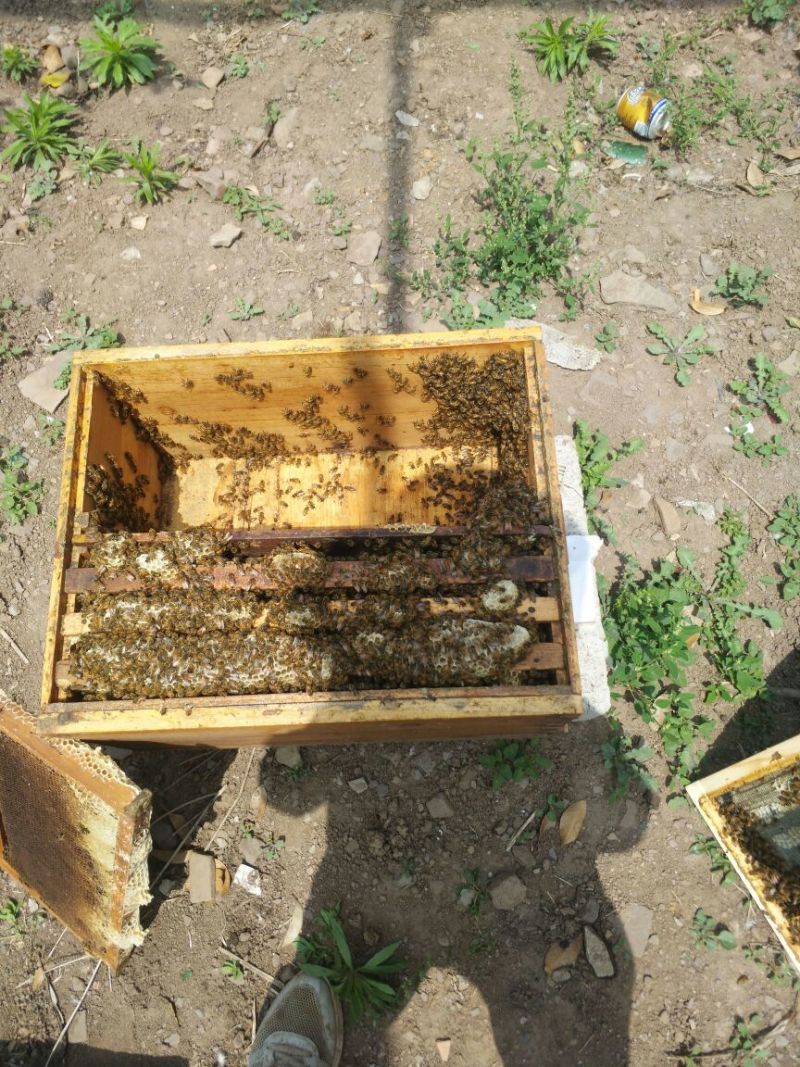 蜜蜂转业大棚授粉