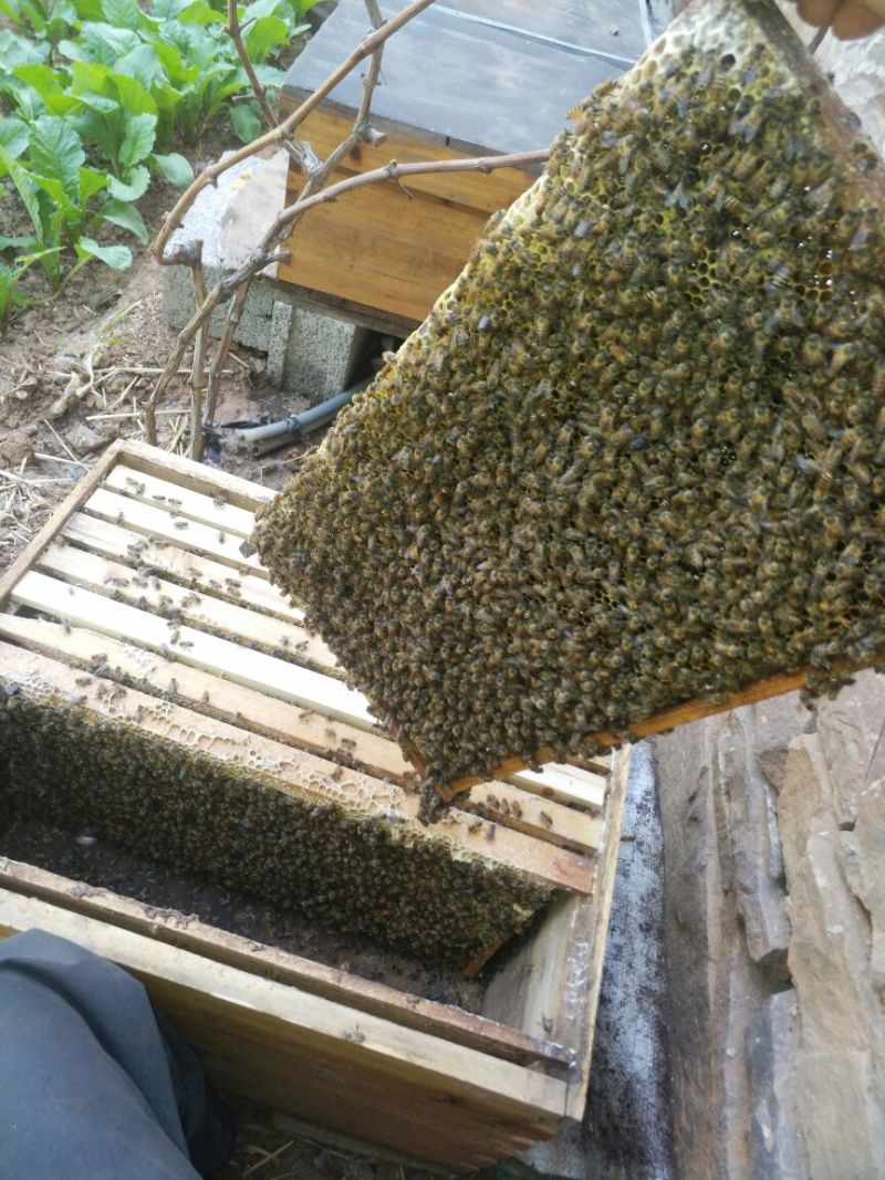 蜜蜂转业大棚授粉