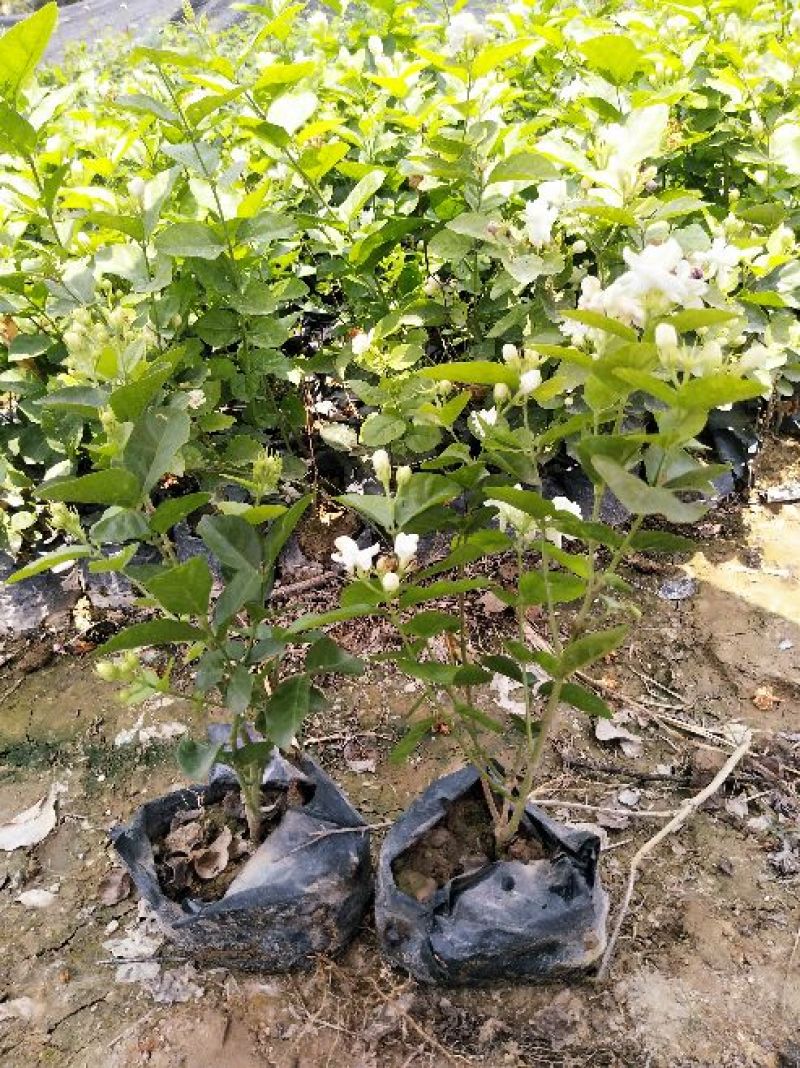 茉莉花地被苗