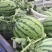 8424西瓜6斤打底8成熟1茬