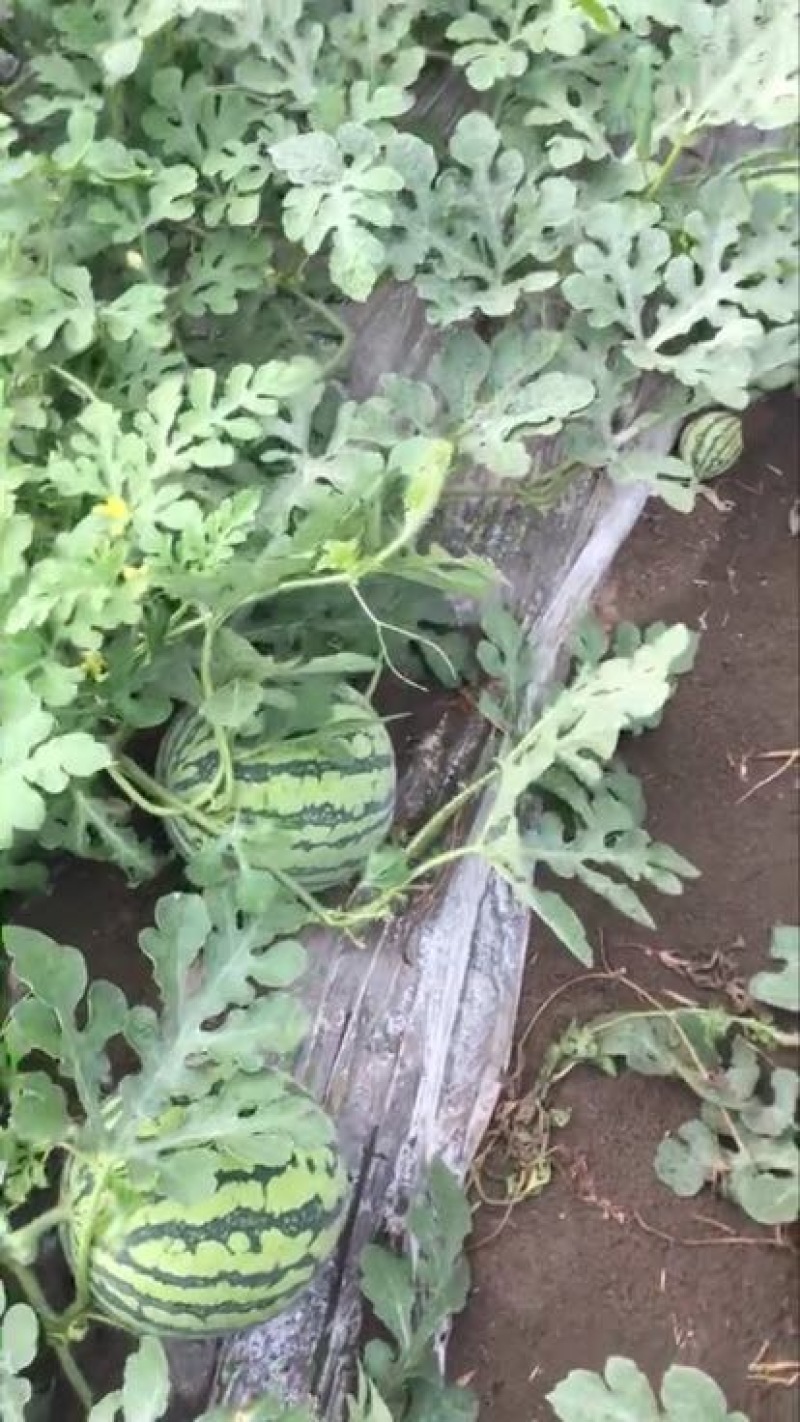 8424西瓜6斤打底8成熟1茬