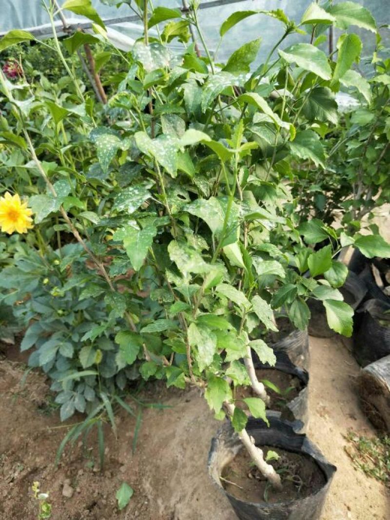木槿紫玉