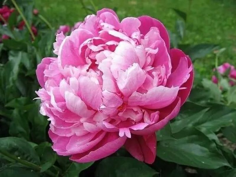 芍药花，重瓣观赏品种，基地直供，鲜切花品种，重瓣千层花，