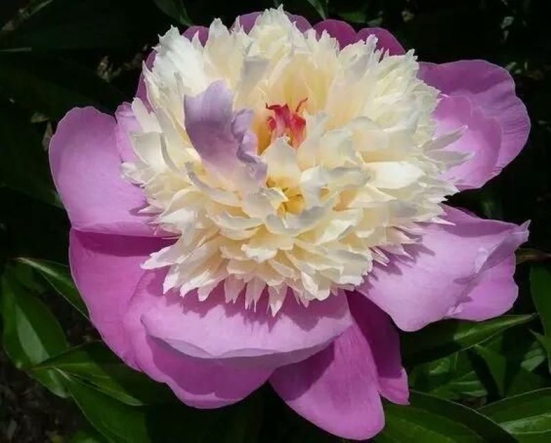 芍药花，重瓣观赏品种，基地直供，鲜切花品种，重瓣千层花，