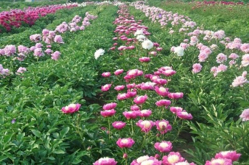 芍药花，重瓣观赏品种，基地直供，鲜切花品种，重瓣千层花，