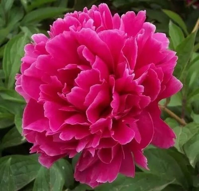 芍药花，重瓣观赏品种，基地直供，鲜切花品种，重瓣千层花，