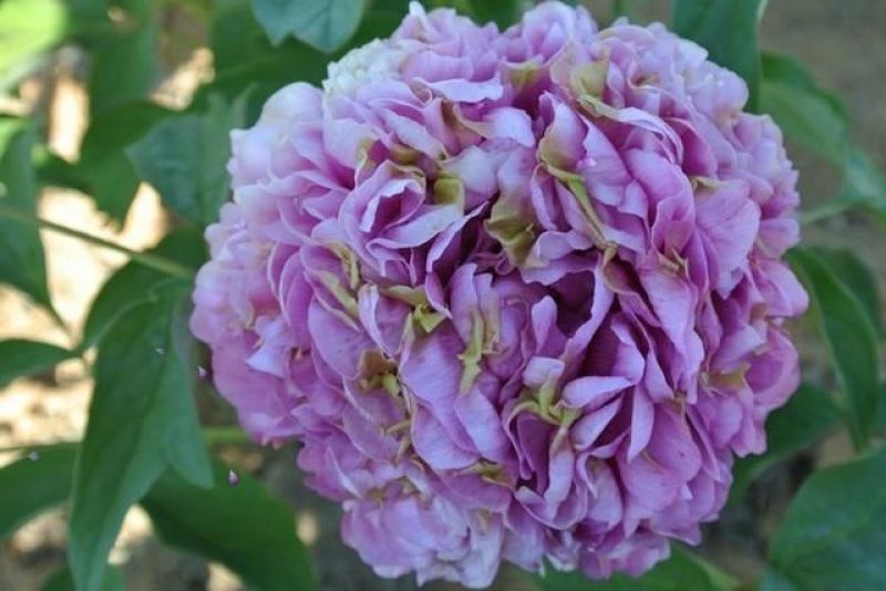 芍药花，重瓣观赏品种，基地直供，鲜切花品种，重瓣千层花，