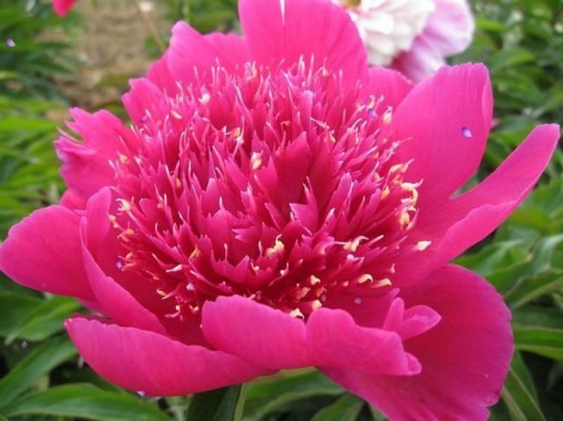 芍药花，重瓣观赏品种，基地直供，鲜切花品种，重瓣千层花，