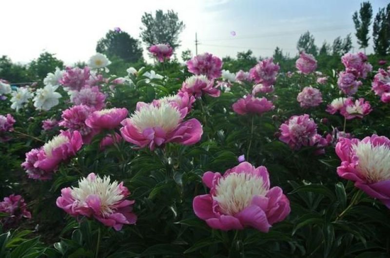 芍药花，重瓣观赏品种，基地直供，鲜切花品种，重瓣千层花，