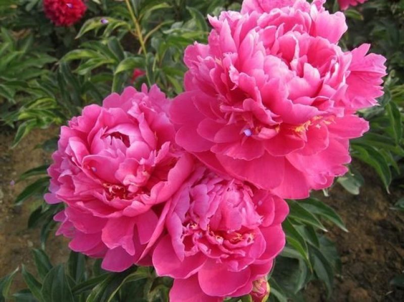 芍药花，重瓣观赏品种，基地直供，鲜切花品种，重瓣千层花，