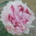 芍药花,重瓣观赏品种,基地直供,鲜切花品种,重瓣千层花,