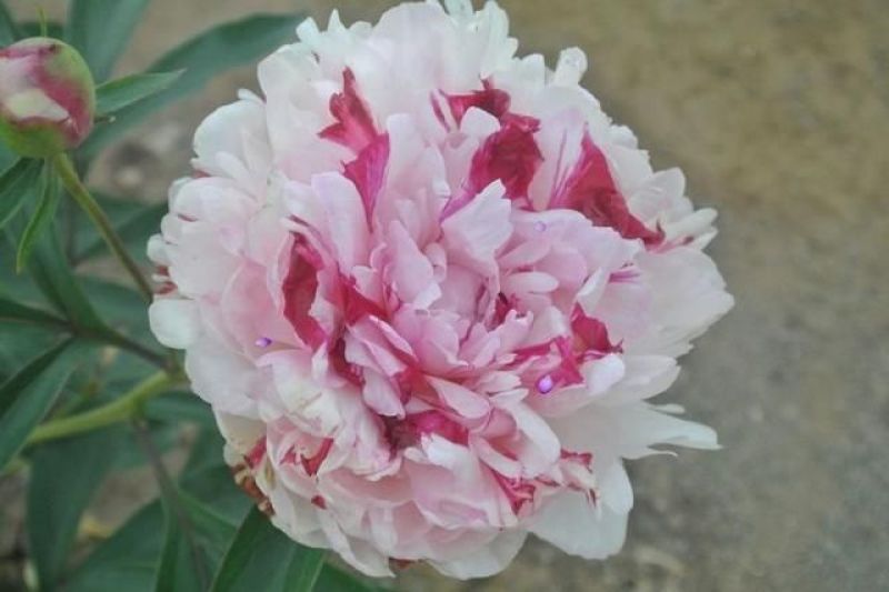 芍药花，重瓣观赏品种，基地直供，鲜切花品种，重瓣千层花，