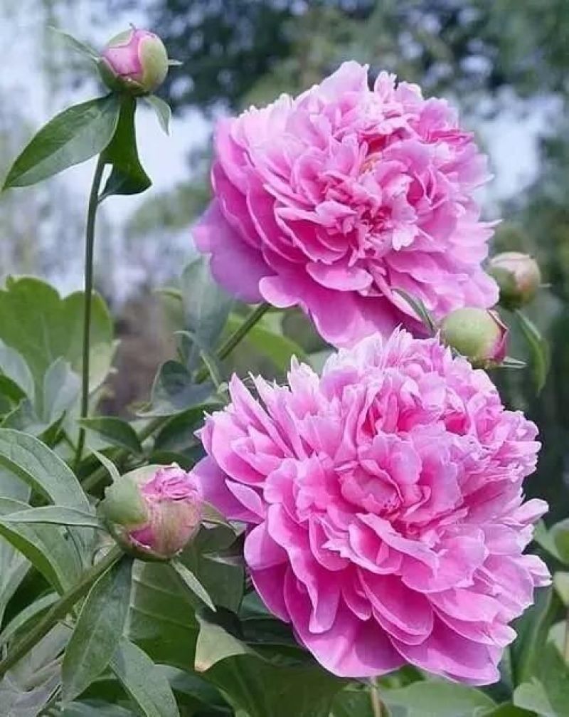 芍药花，重瓣观赏品种，基地直供，鲜切花品种，重瓣千层花，