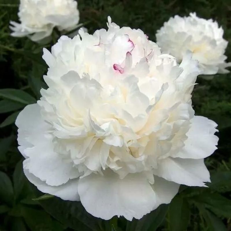 芍药花，重瓣观赏品种，基地直供，鲜切花品种，重瓣千层花，