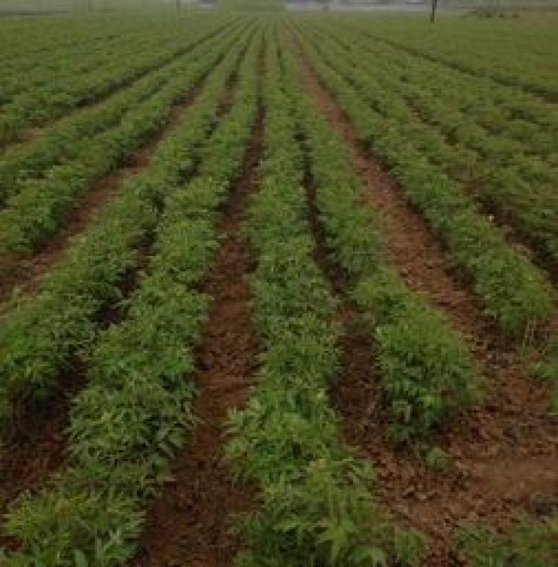 芍药花苗药用芍药1——3年种生苗基地直供