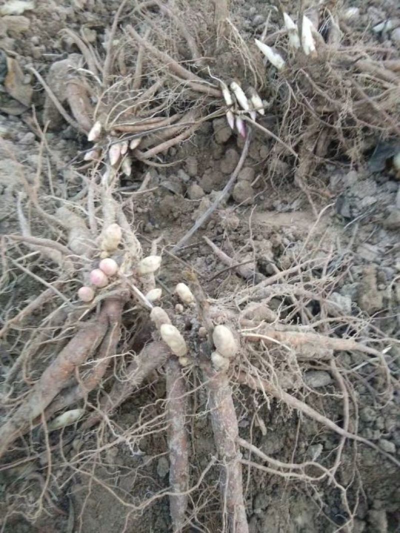 芍药花苗药用芍药1——3年种生苗基地直供