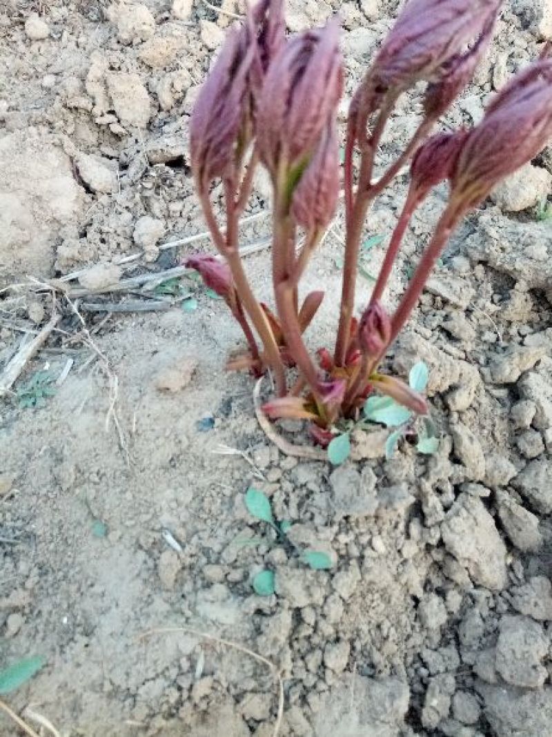 芍药花苗药用芍药1——3年种生苗基地直供