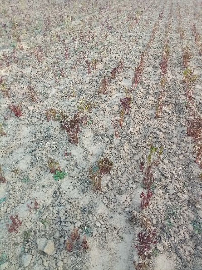 芍药花苗药用芍药1——3年种生苗基地直供