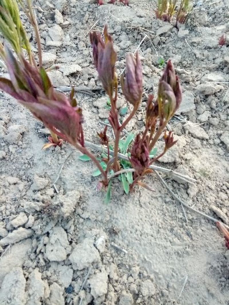 芍药花苗药用芍药1——3年种生苗基地直供