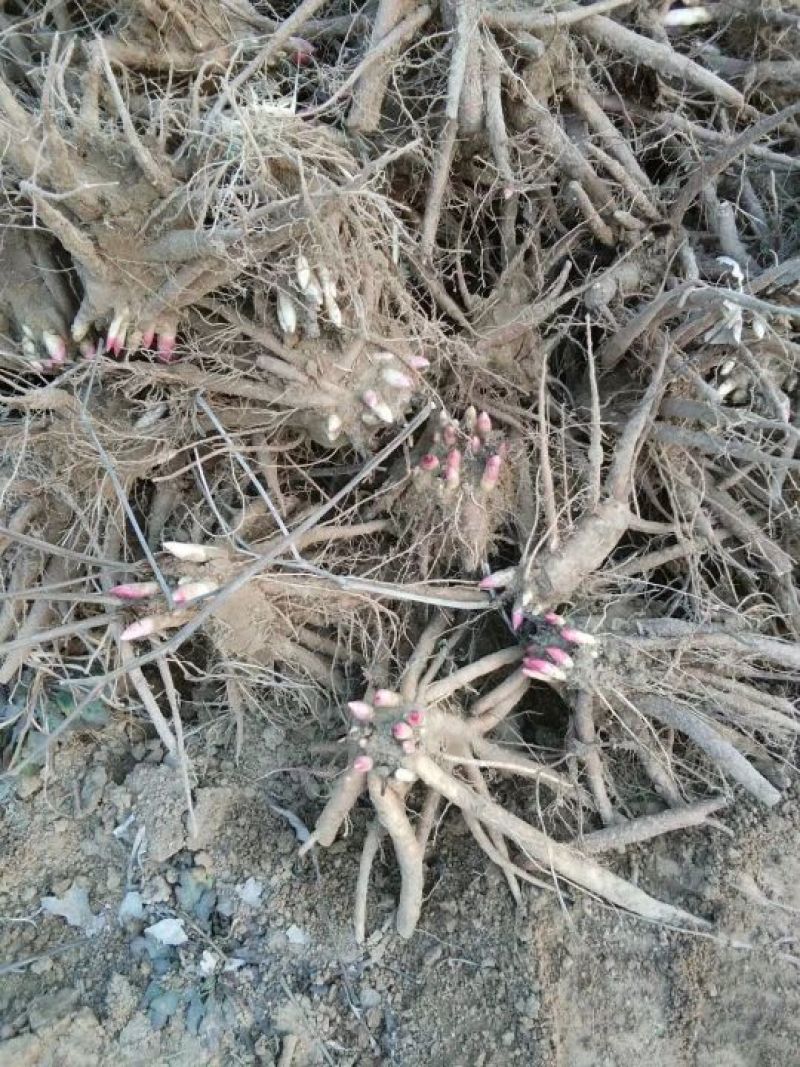 芍药花苗药用芍药1——3年种生苗基地直供