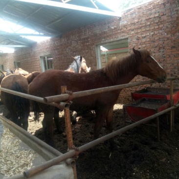 三河马