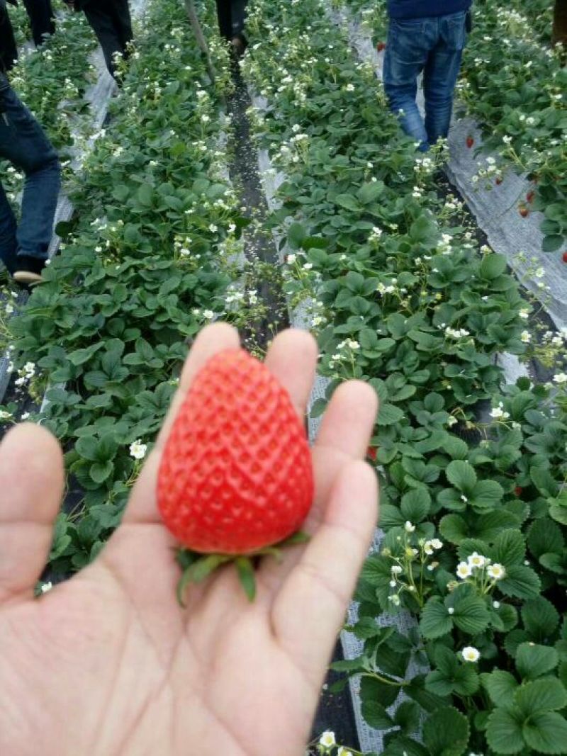 草莓苗品种草莓苗草莓苗基地，红颜草莓苗顺丰快递发货